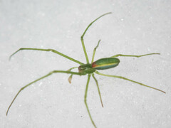 Tetragnatha viridis