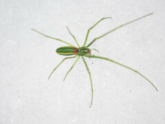 Tetragnatha viridis