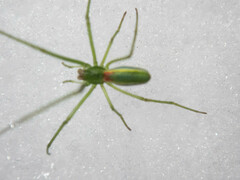 Tetragnatha viridis