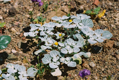 Psathyrotes ramosissima