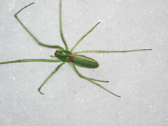 Tetragnatha viridis