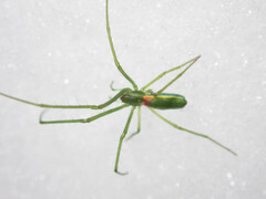 Tetragnatha viridis