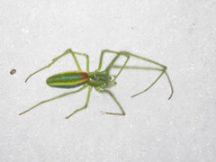 Tetragnatha viridis