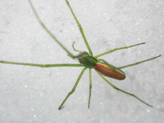 Tetragnatha viridis