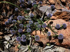 Spermacoce calliantha