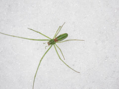 Tetragnatha viridis