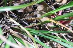 Cyperus tetraphyllus