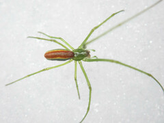 Tetragnatha viridis