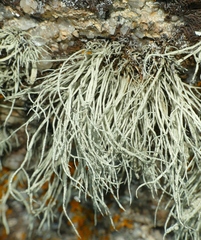 Ramalina cuspidata