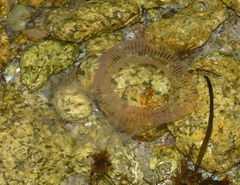 Aequorea forskalea