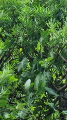 Convolvulus massonii