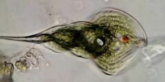 Phacus helicoides
