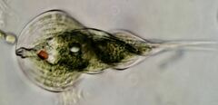 Phacus helicoides