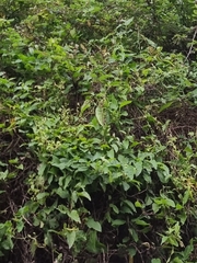 Convolvulus massonii