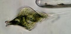 Phacus helicoides