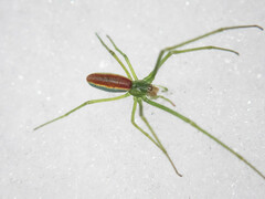 Tetragnatha viridis