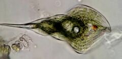 Phacus helicoides
