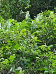 Convolvulus massonii