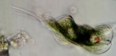 Phacus helicoides