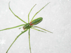 Tetragnatha viridis