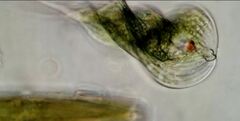 Phacus helicoides