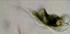 Phacus helicoides