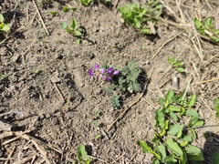 Gueldenstaedtia verna