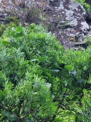 Convolvulus massonii