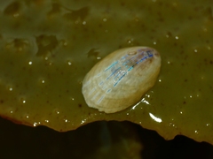 Patella pellucida