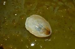Patella pellucida