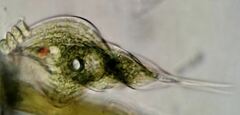 Phacus helicoides