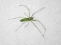Tetragnatha viridis