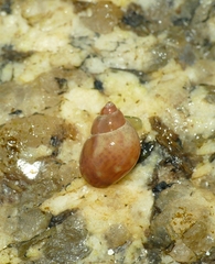 Tricolia pullus