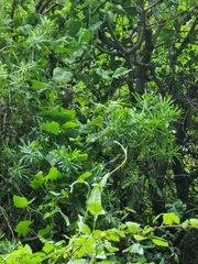 Convolvulus massonii