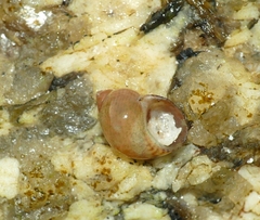 Tricolia pullus