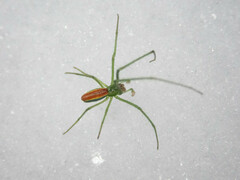 Tetragnatha viridis