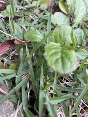 Youngia