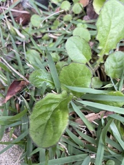 Youngia