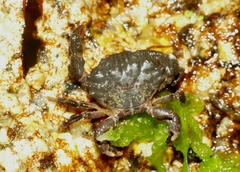 Xantho hydrophilus