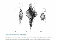 Phacus helicoides