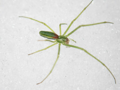 Tetragnatha viridis