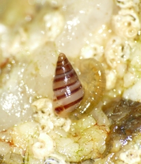 Cingula trifasciata