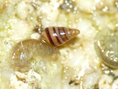Cingula trifasciata