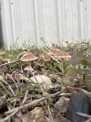 Candolleomyces