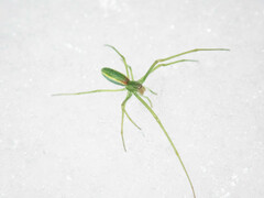 Tetragnatha viridis