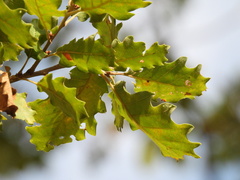 Quercus faginea
