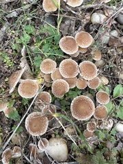 Candolleomyces