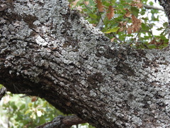 Quercus faginea