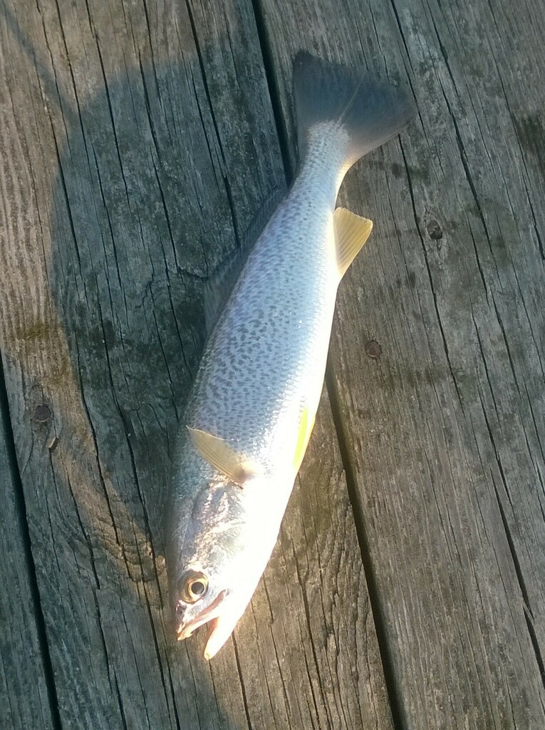 Weakfish in October 2014 by Irvin Blake · iNaturalist