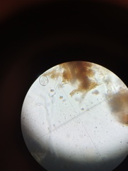 Resupinatus alboniger